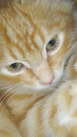 How wonderful it is to be a kitten!!... #kitten #cat #mycat #lovelycat #reels