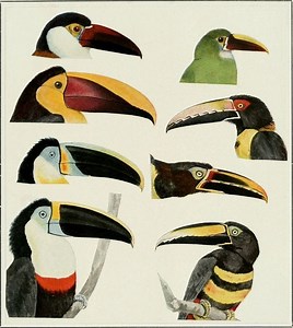 Toucan ~ Detailed Information | Photos | Videos
