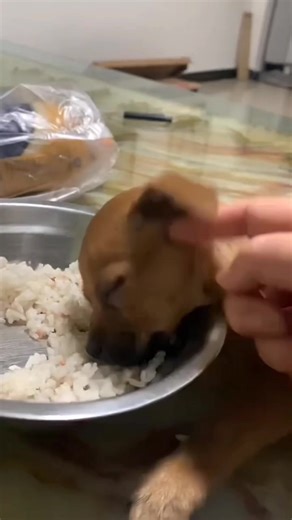 7.8K views · 247 reactions | Sleepy dogs act like they worked a 9 to 5 job chasing squirrels  #SleepyDogs #DogComedy #FunnyPets #DogOwners #DogLife | Dog.pet.funny | Facebook