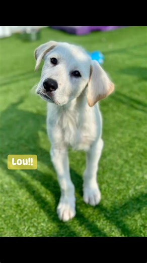 17K views · 452 reactions | Lou, a four month old Lab/ Great Pyrenees mix will be at our adoption event Saturday. Bridgetohome84.org | Bridge To Home Animal Rescue | Facebook