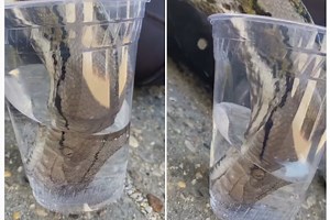 Thirsty python drinks water from glass in seconds