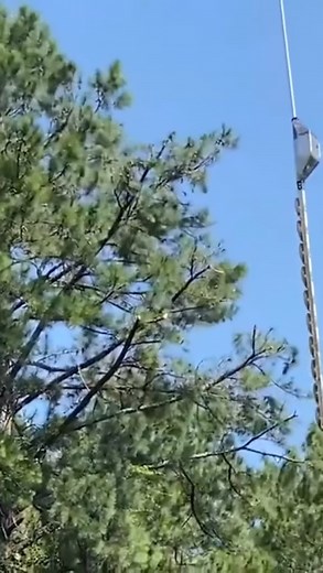 50K views · 105 reactions | Élagage d'arbres par hélicoptère | Uptodate-Africa | Facebook