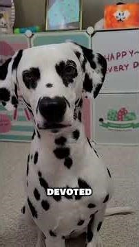 Discover the dalmation, a captervating breed