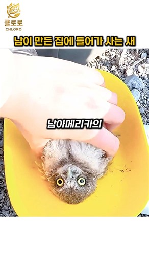 중고 주택만 골라 사는 독특한 새