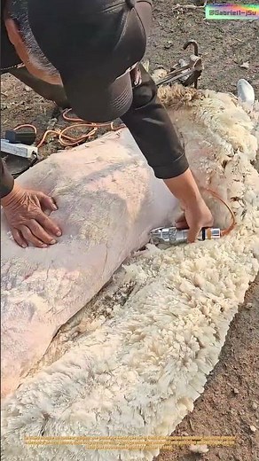 Une tonte sans cicatrices : comment les tondeuses électriques respectent la peau sous la laine