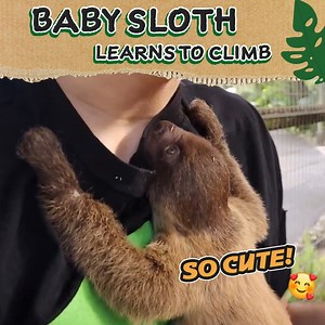 Mother sloth comes to the RESCUE! 🦥 | Jacob Feder