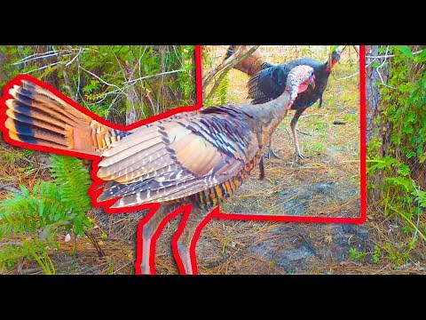 Wild Animals FREAKING OUT TO MIRROR!!!