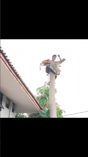 Woodworking skill The highest tree felling skill technique #shortvideo #chainsaw #treecutting
