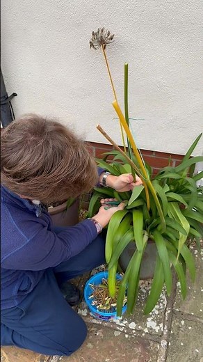 Pruning Agapanthus