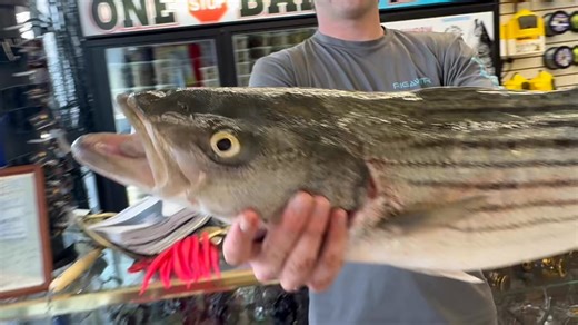 Full blown, blitz on Striper bass over 30 fish within 20 minutes seven keepers of all anglers that experience this in Atlantic city, T jetty world, famous, and like we say in triple BANGIN | One Stop Bait & Tackle
