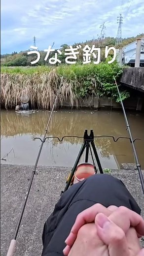【うなぎ釣り】今年もウナギが釣れ始めました #うなぎ釣り #2026