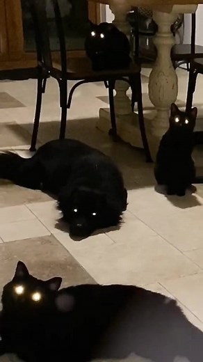 Never let your black cat and black dog together#cat #blackcat #fun