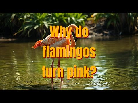 Why do flamingos turn pink? | Science for Kids