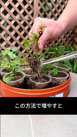 This method of propagating roses has a nearly 100% success rate.