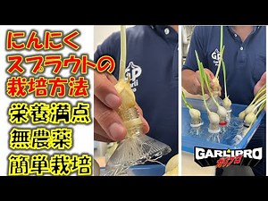 水耕栽培で簡単なのに無農薬で栄養価満点!!にんにくスプラウトの栽培方法!!