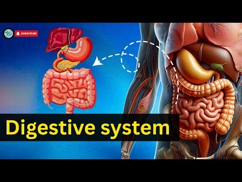 Human Digestive system l Digestive system Anatomy and physiology | BioScholar