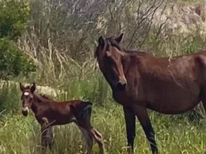 Corolla wild horses welcomes newest foal
