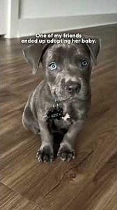 Girls Trip Turns Into A Pittie Rescue Mission | The Dodo