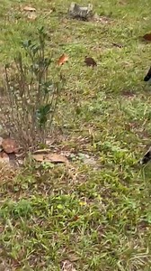 I think Tabby was about to poop in Sam’s mole hole | Mike Caudill