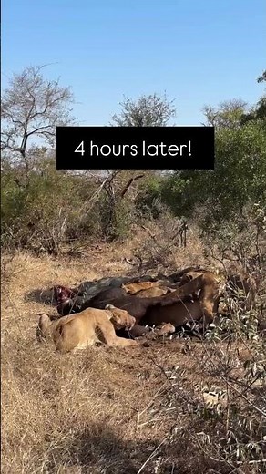 Welcome to African Safari Guide – Your Ultimate Wildlife Adventure Channel! 🦁🌍