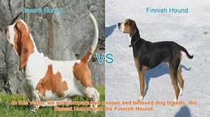 Basset Hound vs. Finnish Hound: A Comprehensive Comparison