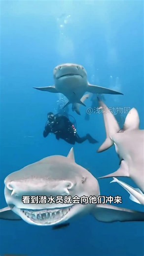Lemon Sharks: The Puppies of the Ocean