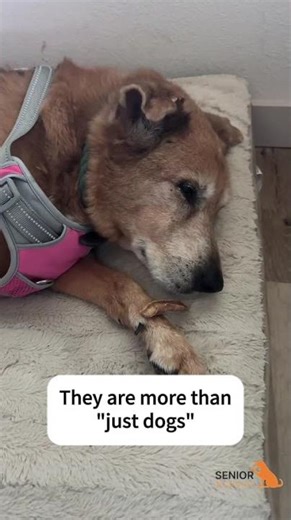 No one prepare you for the loss of your soul dog