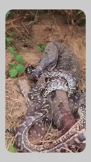Monitor lizard vs python. #wildanimals #wildlife #foryou #fyp #animals