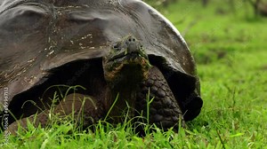 A wild western Santa Cruz giant tortoise (Chelonoidis niger porteri) in the Galápagos Islands.