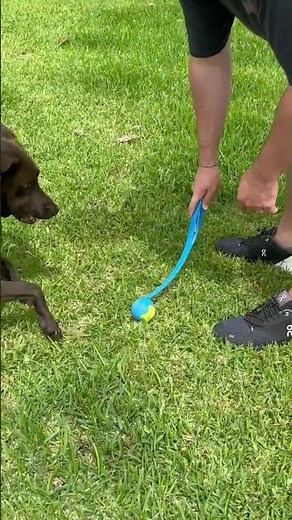 Review of ChuckIt! Classic 26M Dog Ball Launcher: The Best Way to Play Fetch with Your Dog