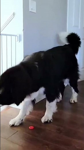 Pets Love CrunchLabs!