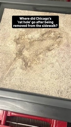 🐀🕳️ A viral rat impression on a Chicago sidewalk gained nationwide attention before being removed months ago. So, where is Chicago's 'rat hole' now? #chicagorathole #rathole #chicago