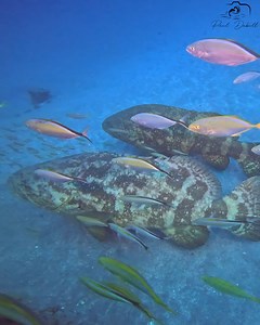 THE GROUPER GATHERING! 🐠👥 Join Me as I Sneak Up on a Pair of Goliath Groupers and Witness the Amazing Sight of Them Swimming with Their Entourage of Cigar Minnows and Jacks! 🌊 Filmed September 12th, 2024. The diving conditions were outstanding! | Paul Dabill Photography