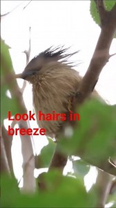 Brahminy Myna Calling in Strong Wind