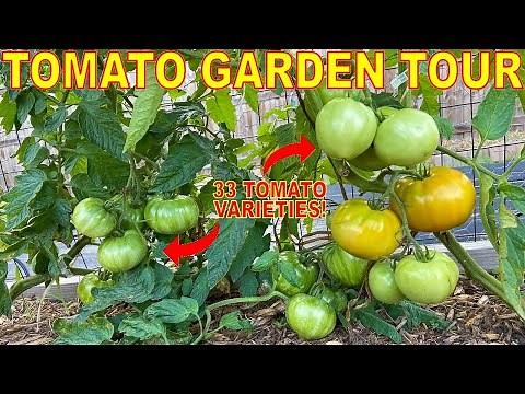 HUGE Garden Tour Of EVERY Tomato Plant I'm Growing! 33 AMAZING Tomato Varieties To Blow Your Mind!