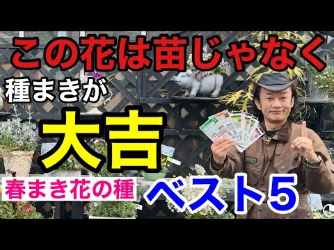 Top 5 Flower Seeds That Even Elementary School Students Can Grow and Find Extremely Satisfying [G...