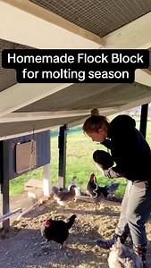 Molting season can be tough on your hens! This easy homemade flock block recipe is packed with protein to help support healthy feather regrowth. Plus, it keeps your flock busy and satisfied while they recover. For the full recipe card, click the link in my bio. Ingredients 1 cup Layer Feed 1 cup Mealworms or other insect treats 1 cup Scratch Grains cracked corn or wild bird seed will also do 1/2 cup Sunflower Seeds shelled or unshelled 1/2 cup Coconut Oil melted 1/4 cup Wheat Germ or quick oats