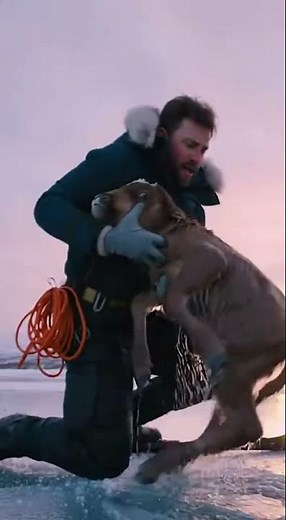 Hero Saves Baby Musk Ox Trapped Under Ice — Emotional Arctic Rescue!