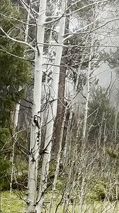 VERY REAL Bigfoot sighting CAUGHT ON CAMERA