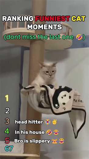 The Funniest Cat Fails You Need To See 🐈💀 #cats #funny #shorts #animals