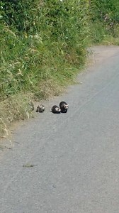 10K views · 213 reactions | Polecats usually give birth in May and...