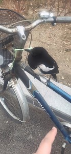 Friendly Bird | Beautiful World