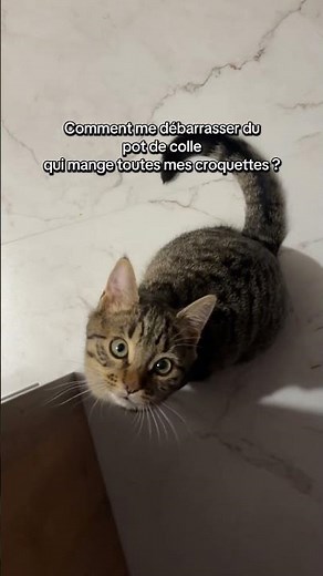 Comment se débarrasser du pot de colle ? 😹 #cat #chatdrole #chat #mycat #chatmarrant #blaguechat