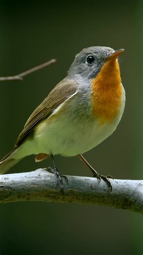 🌍 #InternationalDayforBiosphereReserves Today, we celebrate every our biosphere reserves — and the people who care for it. 💚 UNESCO Biosphere Reserves aren’t just places on a map. They’re living commitments — where nature and people experiment, adapt, and prove that harmony is possible. They show what it means to live sustainably, to conserve what matters, and to share what we learn. Across the 🌎 World Network of Biosphere Reserves, thousands of communities are turning ambition into action — 