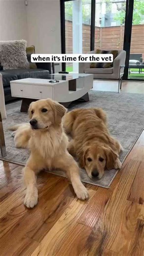 Preparing Your Dog for a Vet Visit: Tips for a Smooth Experience