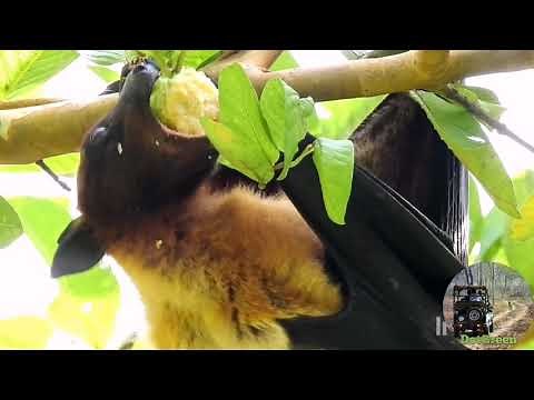 Giant Fruit Bat Eating Guava | Flying Fox (Bat)