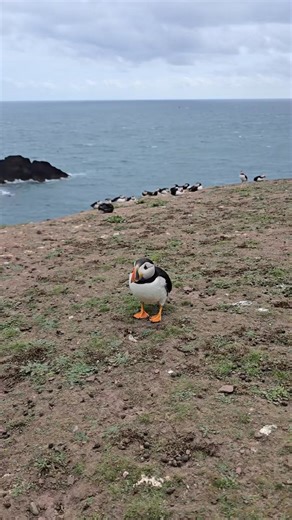 #onthisday #fblifestyle #animals #p... | Rina Anna