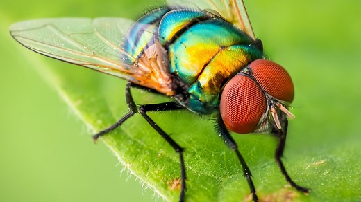 How many species of insects are there on Earth?