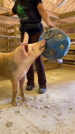 396K views · 3.2K reactions | The happiest piglet ever What is the...