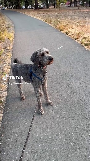 Dog's Hilarious Reaction to Aliens Commentary